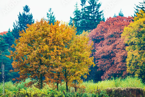 Valokuva Autumn trees in field. Amspen. Achterhoek. Gelderland. The Nethe