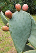 close up of cactus figs - outdoor shoot