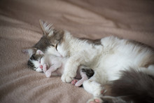 Cat Sleeping With Kitten And Hugs Him