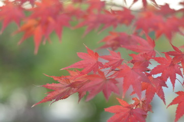 maple leaves