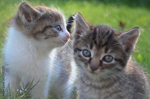 Little Kittens On The Green Lawn Gray Fluffy Kittens Buy This