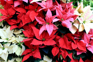 Sticker - poinsettia flower garden