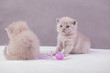 Małe kociaki 