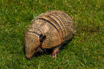 Armadillo