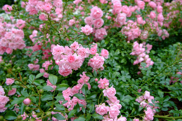 Wall Mural - Pink rose bush