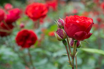 Wall Mural - Red rose bush