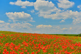 Fototapeta Maki - Poppy field in summer countryside
