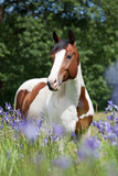 Fototapeta Konie - Portrait of nice paint horse in blooming meadow