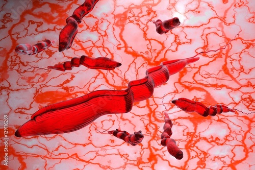 Fotografia, Obraz Trypanosoma brucei parasite that causes nagana disease llustration
