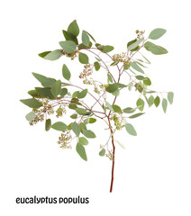 Wall Mural - Green eucalyptus branch with name on white background