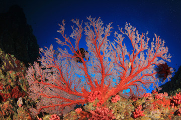 Coral reef underwater