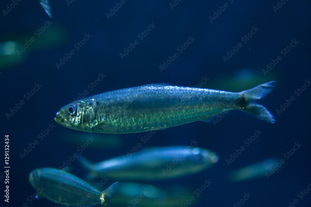 sardina_pilchardus様用 Sardina pilchardus