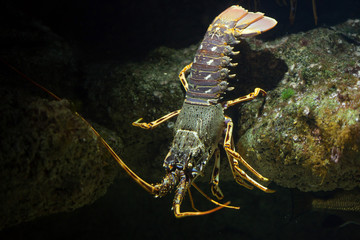 Canvas Print - Common spiny lobster (Palinurus elephas).