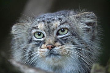 Wall Mural - Pallas's cat (Otocolobus manul)