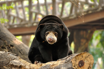 malayan sun bear looking to camera