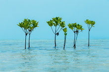 Group Of Mangrove Trees At Water Surface Tropical Sea Background