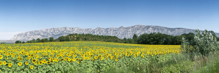 Wall Mural - Sainte Victoire and  Flowers