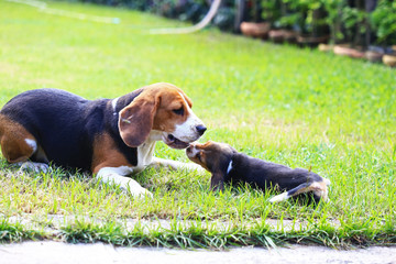 Wall Mural - beagle dog outdoors