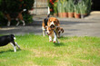 © Sigma s - beagle dog outdoors