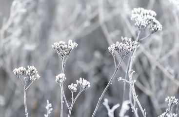 Hoarfrost On The Plants In Winter Field