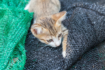 Kitten playing with a mesh that was put aside.