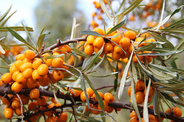 Branch with yellow berries of sea buckthorn.