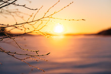 Frosty Tree Branch With Snow In Winter In Sunset