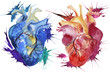 Hand painted watercolor anatomical hearts.