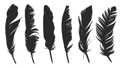 feathers of birds.