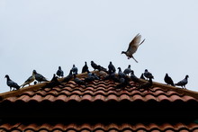 Grey Pigeons Stay On Tile Roof And Some Pigeon Are Flying