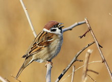 Tree Sparrow, Passer Montanus