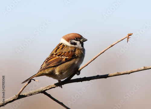 Fotografía tree sparrow, passer montanus