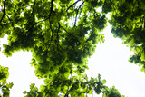 Fototapeta Na sufit - Green branches of the oak tree