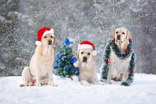 Three Labrador Dogs Posing With Christmas Tree In The Snow