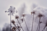 Fototapeta  - Dry grass in hoarfrost under the snow in the forest
