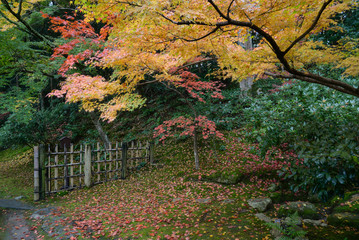 Wall Mural - Maple tree in autumn at Japanese style garden, Nara, Japan