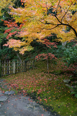 Wall Mural - Maple tree in autumn at Japanese style garden, Nara, Japan