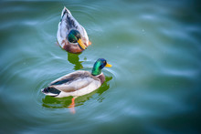 Ducks On Water