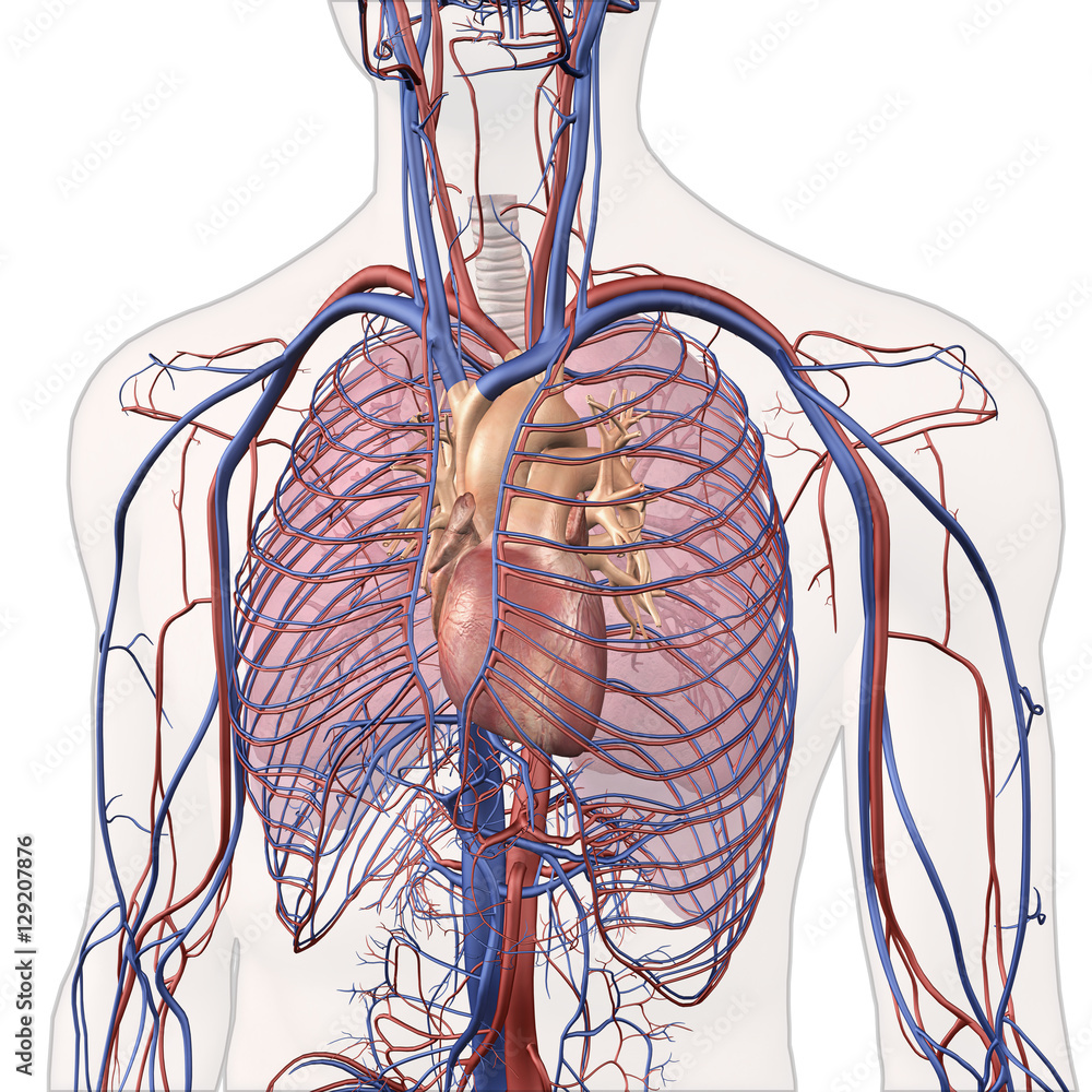 Unlabeled Heart And Lungs Diagram - Data Diagram Medis