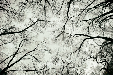  branches of gloomy forest of nightmares over my head
