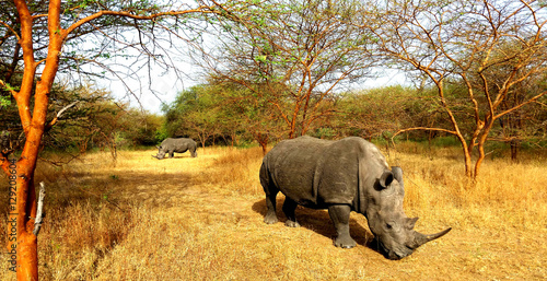 Foto-Kissen - Rhino Safari Nashorn Rhinozerus Rhinozeros Afrika Senegal Großwild (von Pascal // Spree)