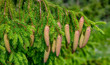 Christmas Tree - Norway spruce (Picea abies)