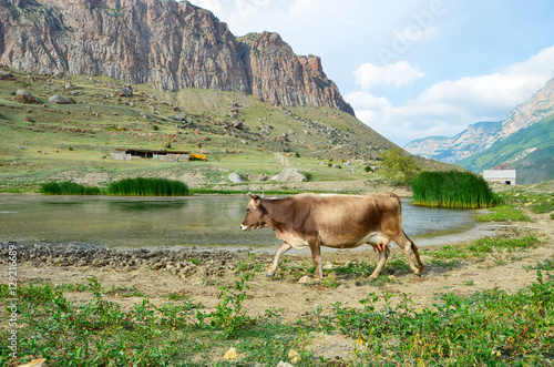 Fotografia, Obraz The cow goes to the watering hole to a mountain lake