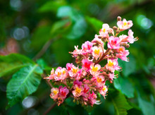 Bunch Of Pink Flowers Of The Horse-chestnut Tree