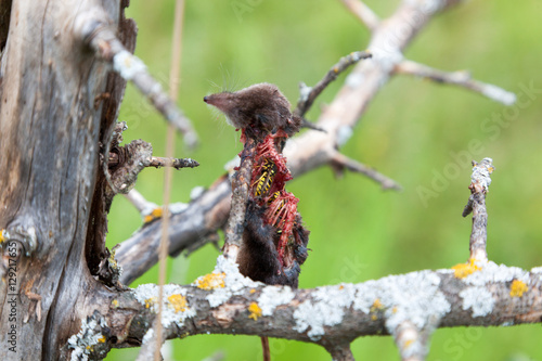Fotografie, Obraz shrew, shrewmouse - prey of the Common Shrike (Lanius collurio)