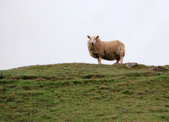 Schaf auf Hügel