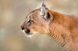 Head and shoulder picture of puma against a light background