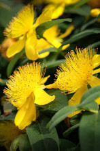 Yellow Hypericum Flowers With Green Leaves