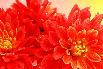 Canvas Print - Beautiful red dahlia flowers, closeup