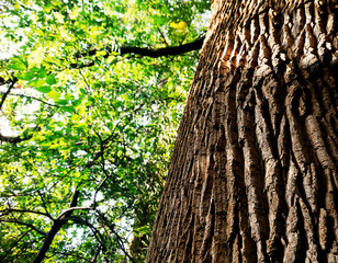 Poster - Old big tree in park